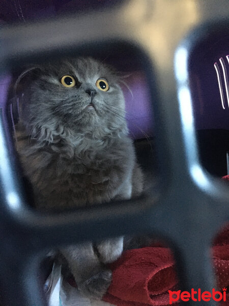 Scottish Fold, Kedi  Hera fotoğrafı