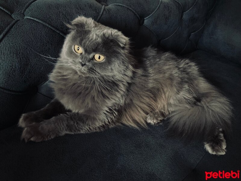 Scottish Fold, Kedi  Hera fotoğrafı