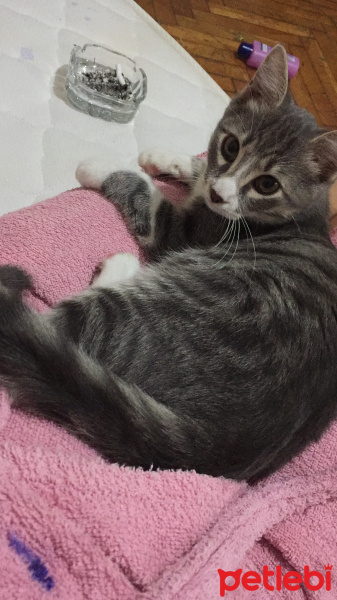 Tekir Kedi, Kedi  Ruby fotoğrafı