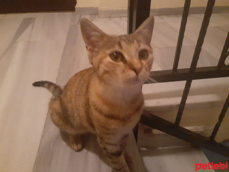 Tekir Kedi, Kedi  Kıymık fotoğrafı