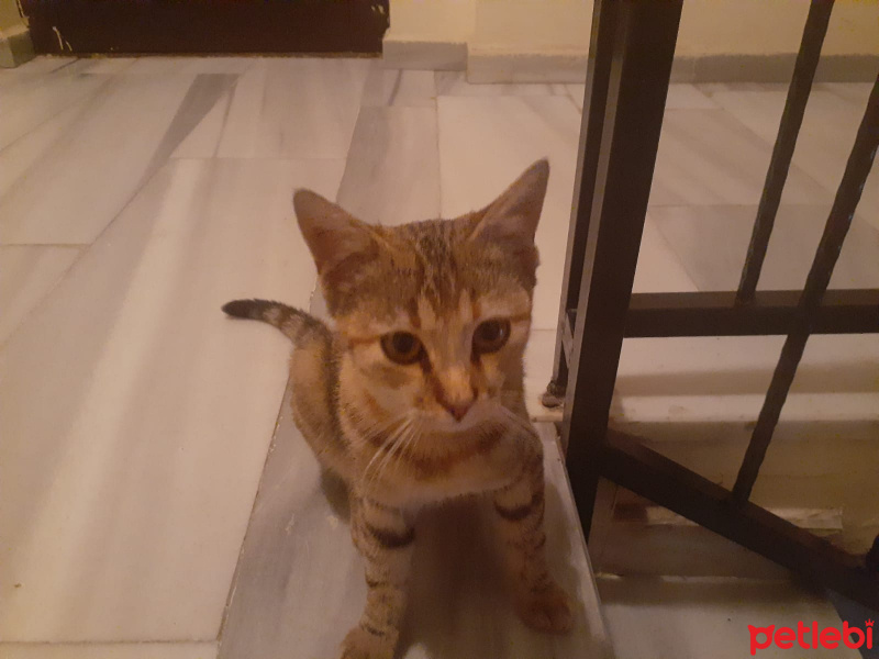 Tekir Kedi, Kedi  Kıymık fotoğrafı