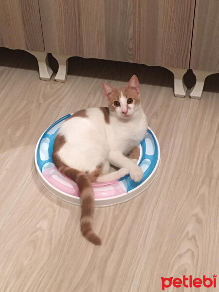 Sarman, Kedi  Lokum fotoğrafı