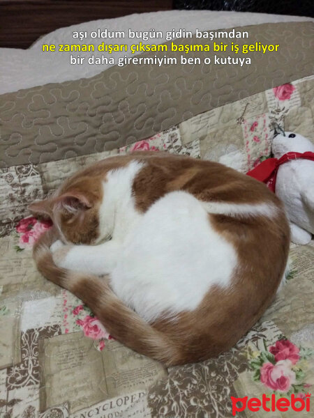 Sarman, Kedi  Lokum fotoğrafı