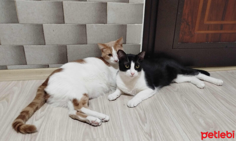 Sarman, Kedi  Lokum fotoğrafı