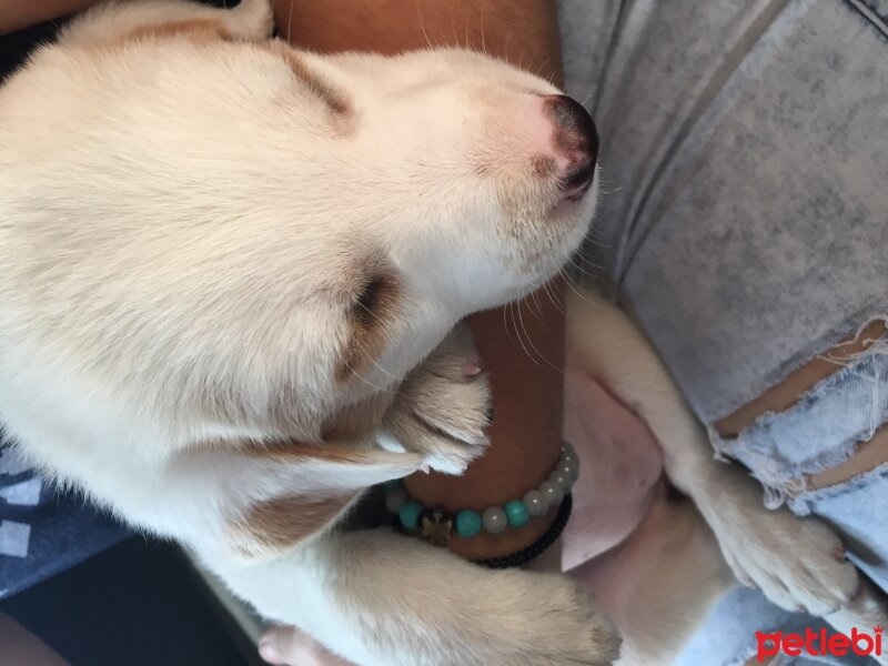 Golden Retriever, Köpek  İncir fotoğrafı