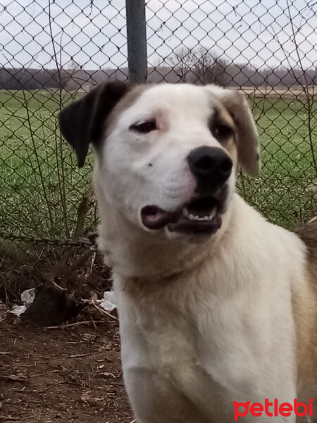 Sokö (Sokak Köpeği), Köpek  Mici fotoğrafı