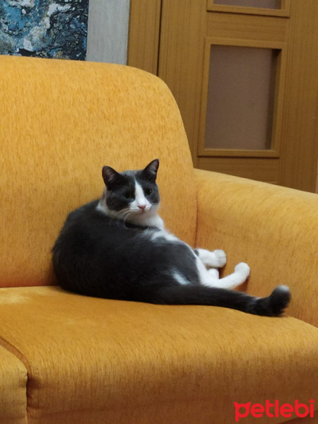 Mavi Rus, Kedi  Köpük fotoğrafı