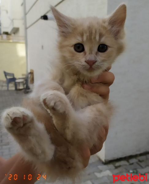Sarman, Kedi  Vanilya fotoğrafı
