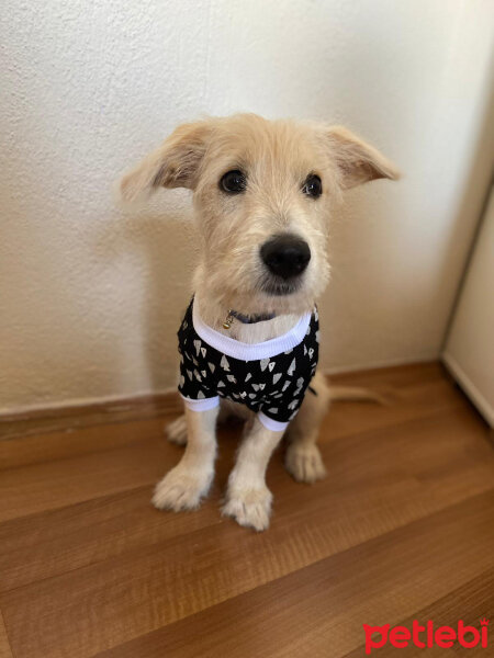 Avustralya Terrier, Köpek  Pascal fotoğrafı