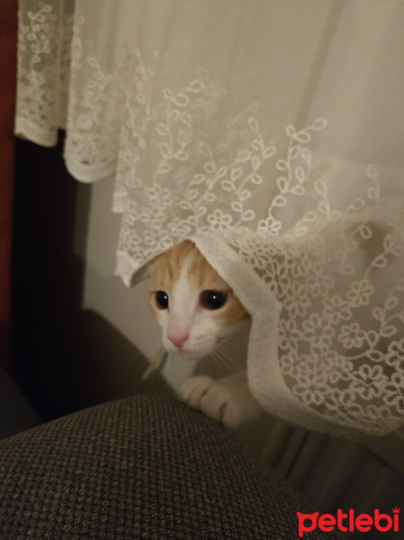 Sarman, Kedi  Portik fotoğrafı