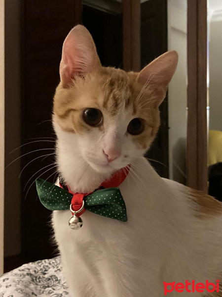 Sarman, Kedi  Portik fotoğrafı