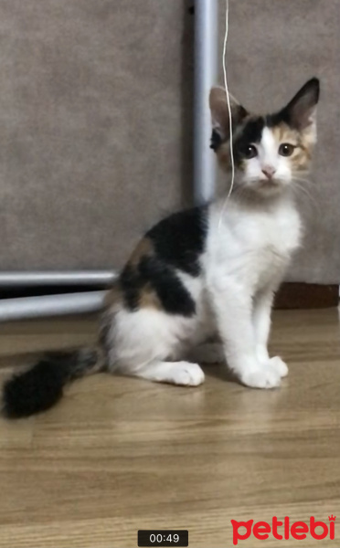 American Bobtail, Kedi  Nora fotoğrafı