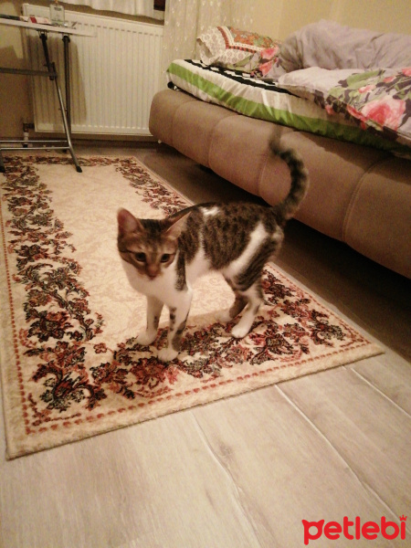 Tekir Kedi, Kedi  Badem fotoğrafı