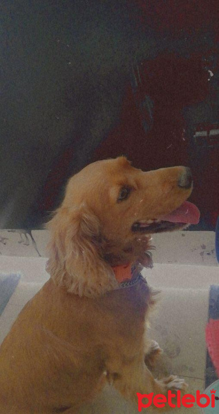 Amerikan Cocker Spaniel, Köpek  Cooper fotoğrafı