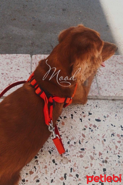 Amerikan Cocker Spaniel, Köpek  Cooper fotoğrafı