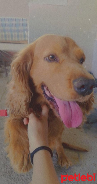 Amerikan Cocker Spaniel, Köpek  Cooper fotoğrafı