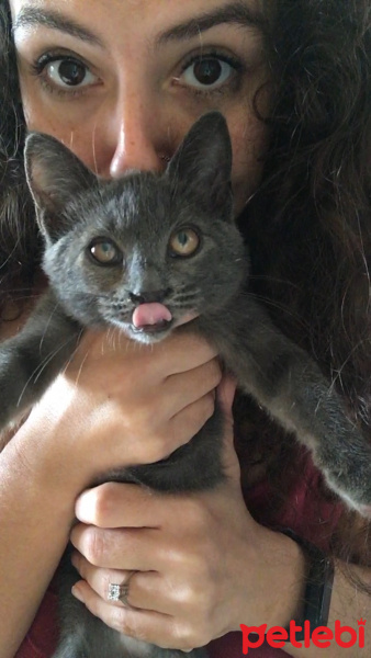Soke, Kedi  Üzüm fotoğrafı