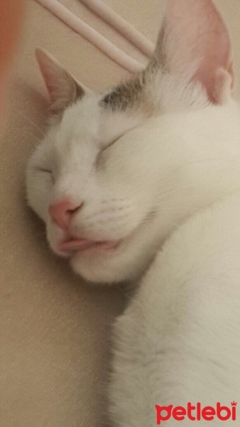 Tekir Kedi, Kedi  müezza fotoğrafı