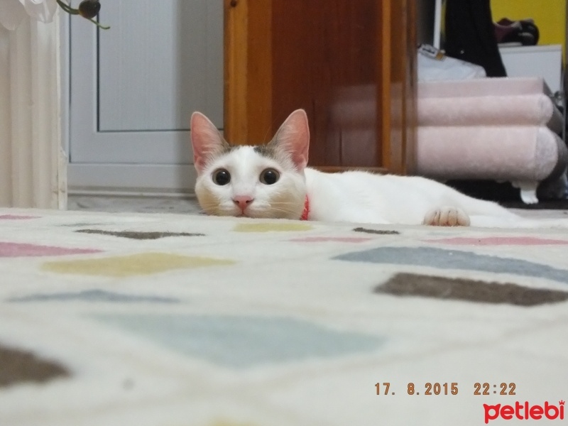 Tekir Kedi, Kedi  müezza fotoğrafı