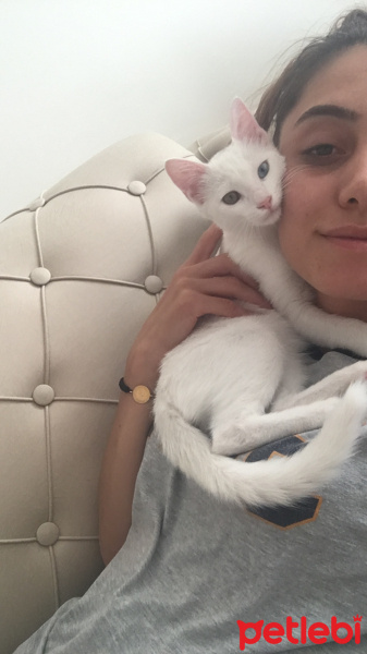 Van Kedisi, Kedi  Leydi fotoğrafı