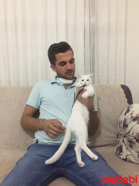 Van Kedisi, Kedi  Leydi fotoğrafı