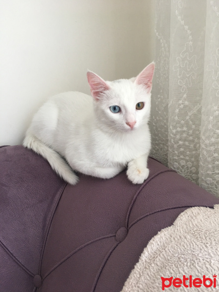 Van Kedisi, Kedi  Leydi fotoğrafı