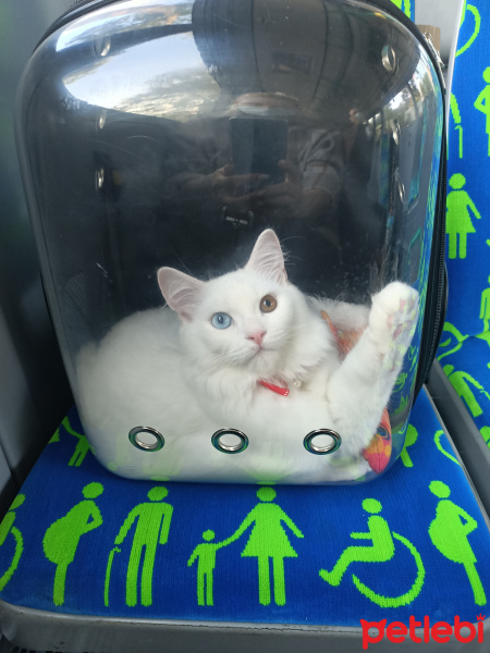 British Shorthair, Kedi  Sufle fotoğrafı