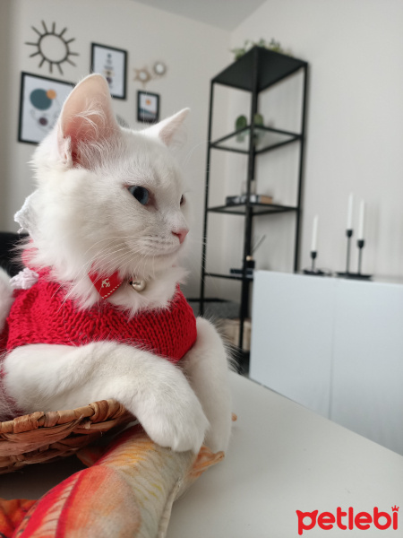 British Shorthair, Kedi  Sufle fotoğrafı