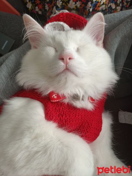British Shorthair, Kedi  Sufle fotoğrafı