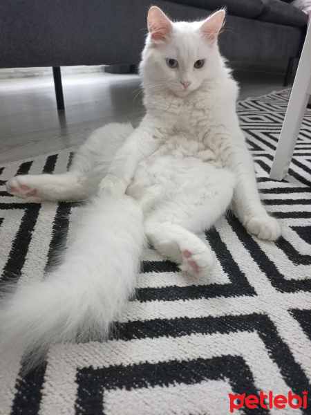 British Shorthair, Kedi  Sufle fotoğrafı