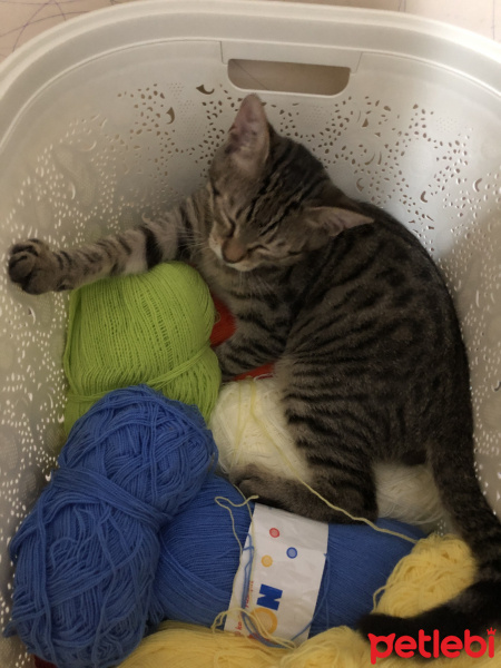Tekir Kedi, Kedi  Kozmik fotoğrafı