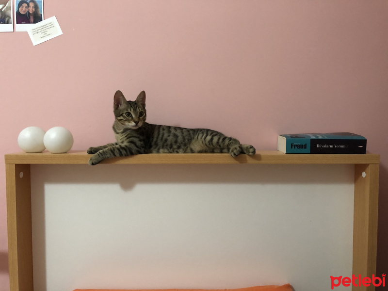 Tekir Kedi, Kedi  Kozmik fotoğrafı