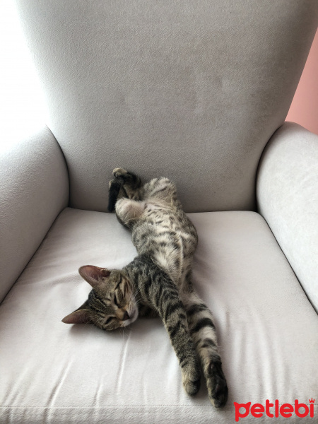 Tekir Kedi, Kedi  Kozmik fotoğrafı