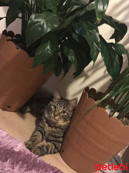 Norwegian Forest, Kedi  Leon fotoğrafı