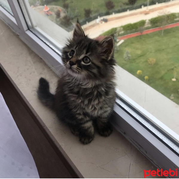 Norwegian Forest, Kedi  Leon fotoğrafı