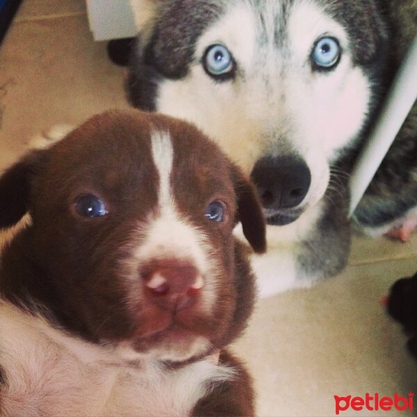 Pointer, Köpek  YAVRUCUKLAR fotoğrafı