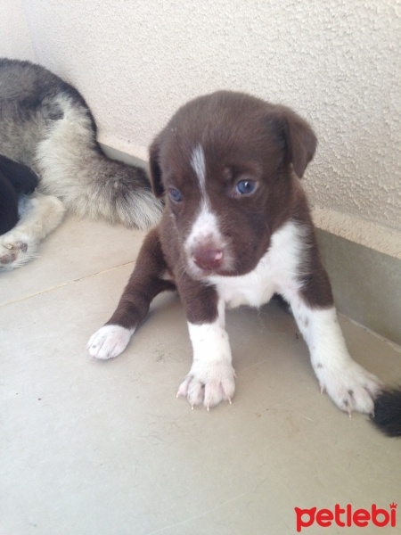 Pointer, Köpek  YAVRUCUKLAR fotoğrafı
