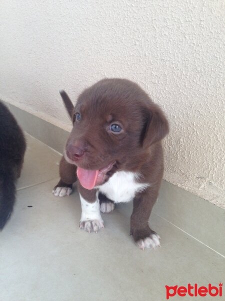 Pointer, Köpek  YAVRUCUKLAR fotoğrafı