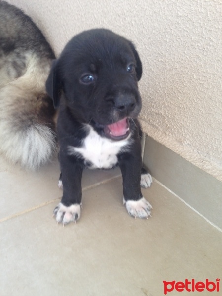 Pointer, Köpek  YAVRUCUKLAR fotoğrafı