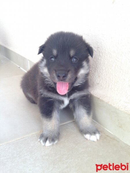 Pointer, Köpek  YAVRUCUKLAR fotoğrafı