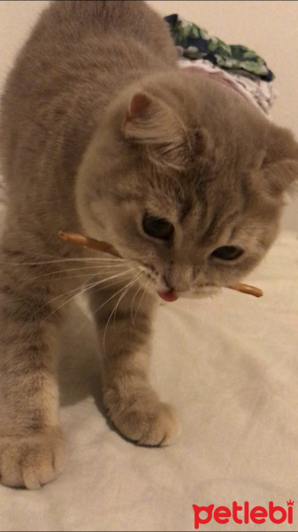 British Shorthair, Kedi  Duka fotoğrafı