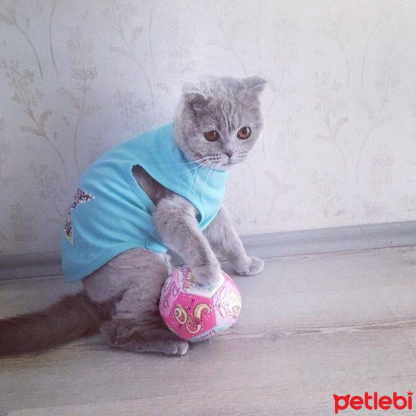 Scottish Fold, Kedi  Minnoş fotoğrafı