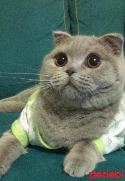 Scottish Fold, Kedi  Minnoş fotoğrafı