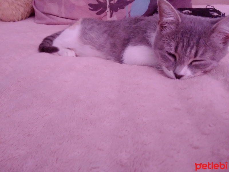 Tekir Kedi, Kedi  kuki fotoğrafı