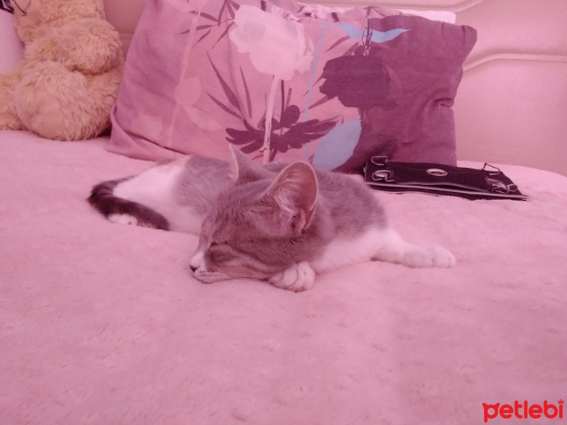 Tekir Kedi, Kedi  kuki fotoğrafı