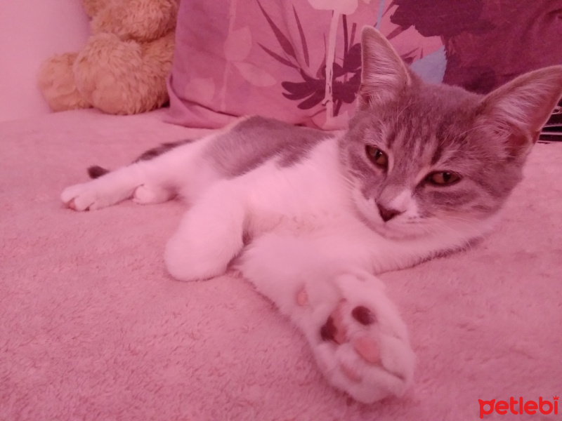 Tekir Kedi, Kedi  kuki fotoğrafı