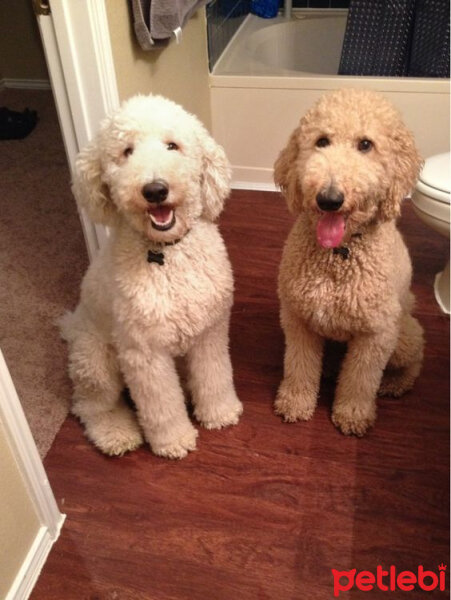 Poodle(Standart Kaniş), Köpek  Lily fotoğrafı