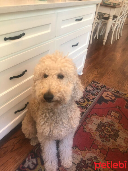 Poodle(Standart Kaniş), Köpek  Lily fotoğrafı