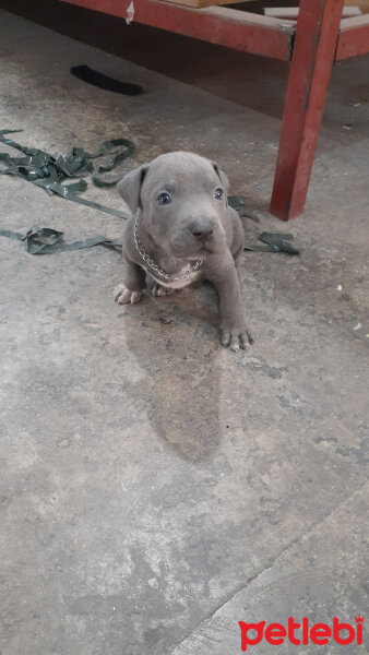 Cane Corso Italiano, Köpek  Baron fotoğrafı