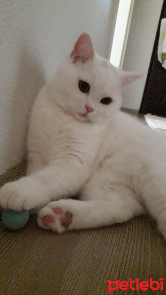 British Shorthair, Kedi  Mia fotoğrafı